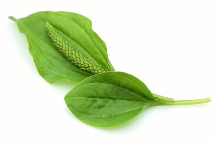 Plant leaves cure varicose veins