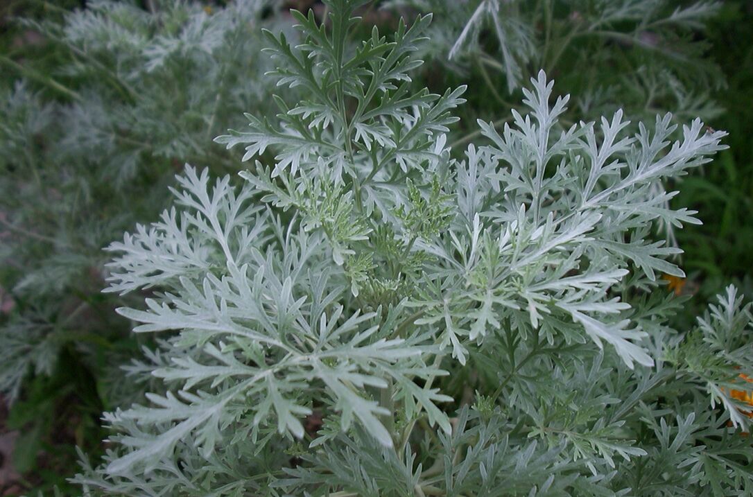 WORMWOOD against varicose veins