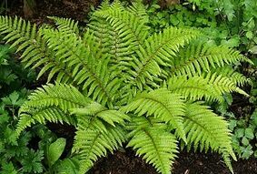 compression to treat varicose veins